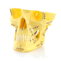[재고확인후 주문] MX051 치열 및 상하악 뼈의 구조 턱관절 운동 재현모델(스틸장치)