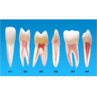 [전화문의] 실습용 모형#B22X